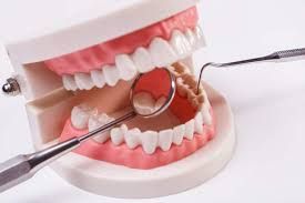 Dental model 